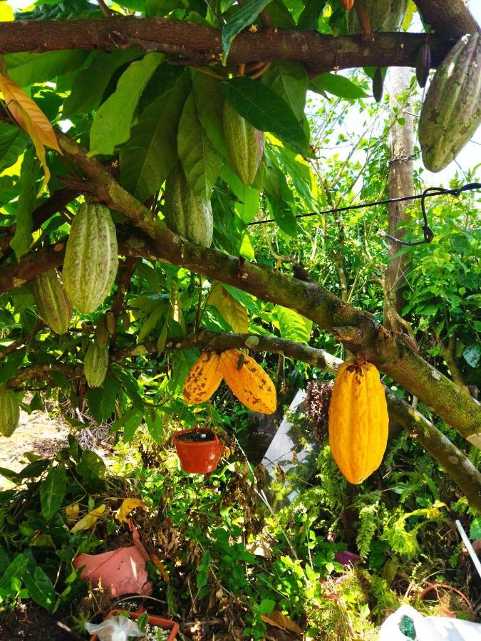 Bijagua paradise Río Celeste Exterior foto