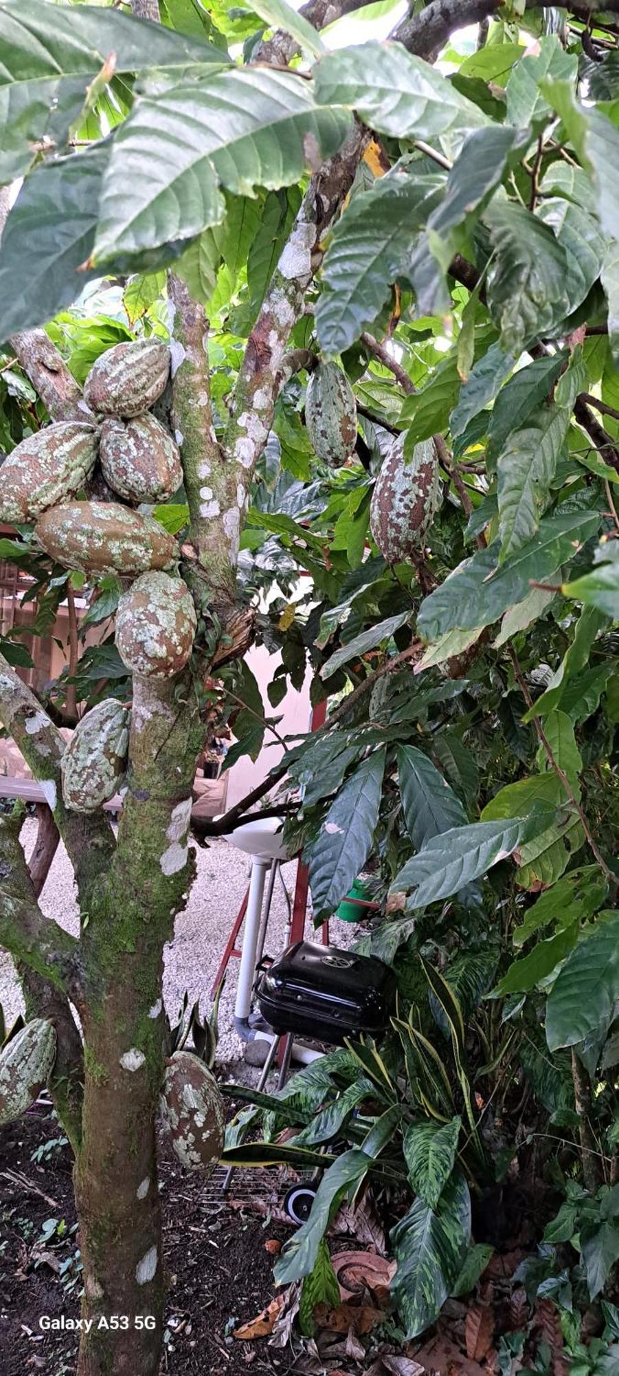 Bijagua paradise Río Celeste Exterior foto